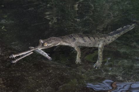 Photos: India's rarest crocodile, the gharial