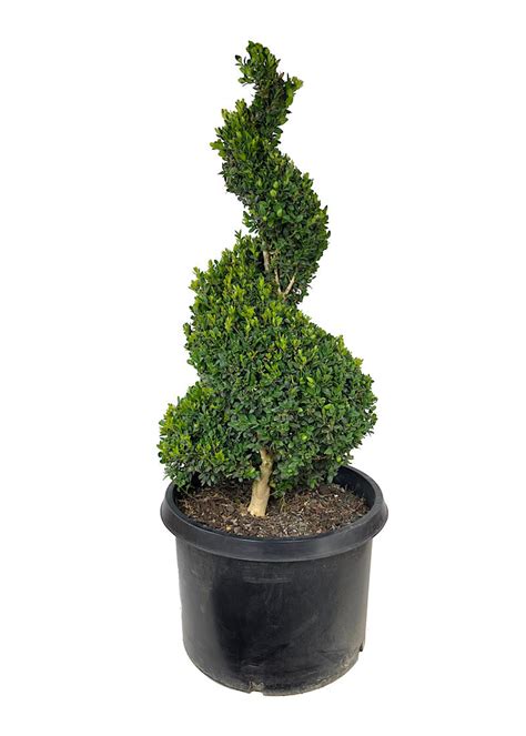 Buxus sempervirens Spiral Topiary 33-36 Inch - The Garden Corner