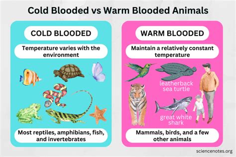 Ectothermic vs Endothermic - Cold Blooded vs Warm Blooded Animals