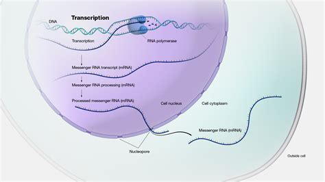 How To Do Dna Transcription