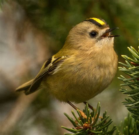 The Day Gets Better. Just came across the Smallest Bird the UK. My best ...