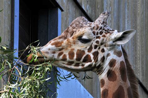 Giraffe Eating Free Stock Photo - Public Domain Pictures