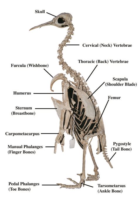 Penguin | Pinguino de humboldt, Anatomía animal, Educación para la salud