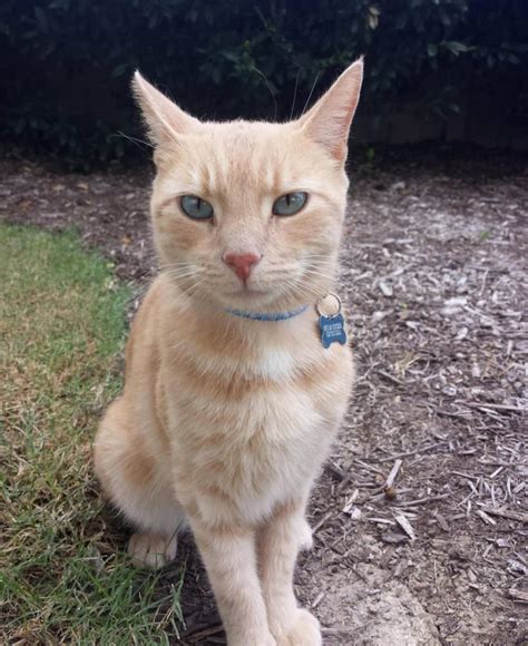 Special Message On Lost Cat's Collar Saves His Life - iHeartCats.com