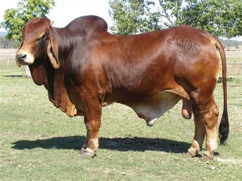 Bramer Bull - Pixdaus | Animals beautiful, Beef cattle, Cattle