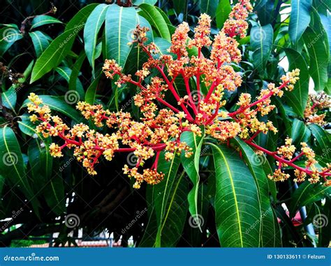 Mango tree flowers. stock image. Image of landscape - 130133611