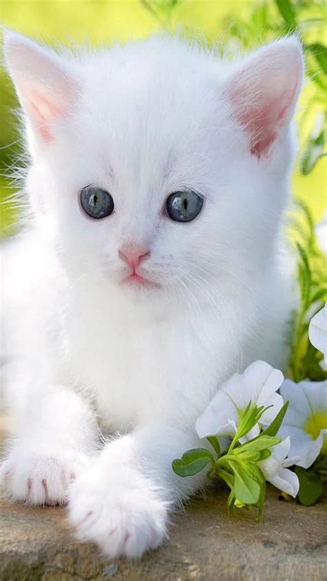 Cute Baby Cat, White Cat, Small Baby HD phone wallpaper | Pxfuel