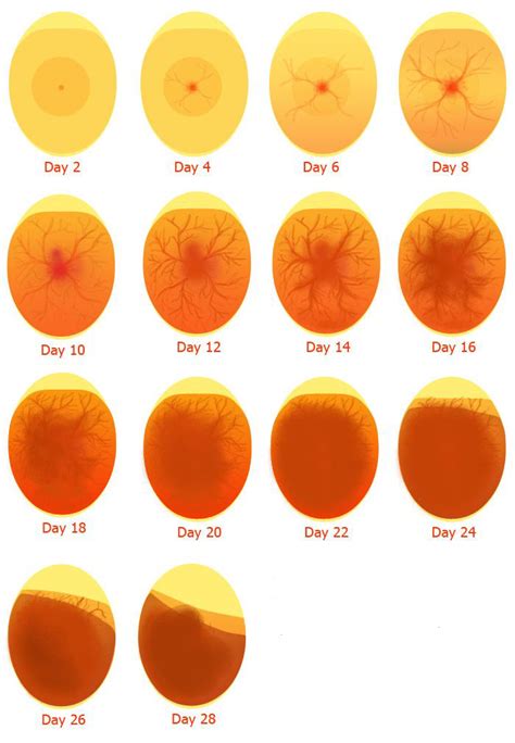 How to Incubate Turkey Eggs - Hincubate