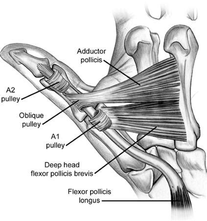 Thumb 'trigger finger' surgery scheduled. Any advice? - AR15.COM