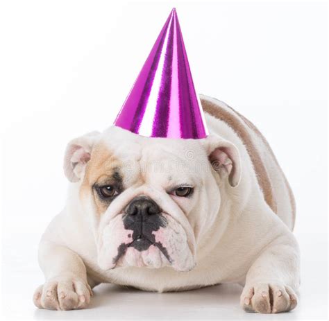 1,782 Dog Wearing Birthday Hat Stock Photos - Free & Royalty-Free Stock ...