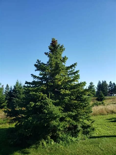 Picea glauca - Common Bonsai,Conifer - White Spruce