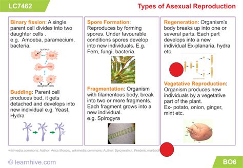 Asexual Reproduction Types