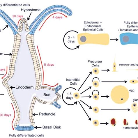 Cell dynamics in an adult Hydra. Cells divide in the body column, and ...