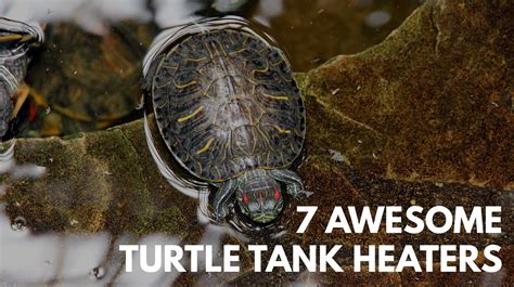 7 Awesome Turtle Tank Heaters: The Complete Buyer's Review Guide