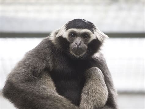 Pileated Gibbon