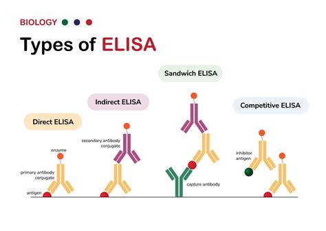 What Is Enzyme-Linked Immunosorbent Assay (ELISA)? - Healthcare ...