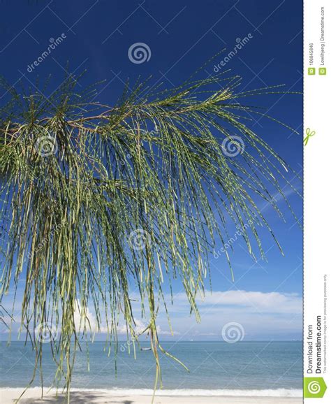 Closeup of Casuarina Trees and Leaves Stock Photo - Image of peace ...