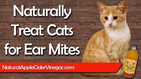 Treat Ear Mites In Cats Naturally