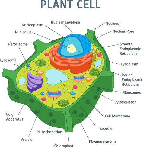 Labeled Cell Diagram With Functions