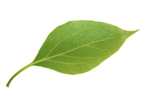 Single Plant Leaf PNG File | PNG All