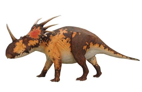 Styracosaurus Pictures & Facts - The Dinosaur Database