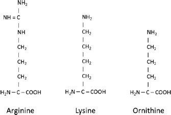 Lysine Structure Charged