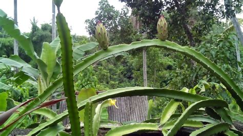 Pohon Buah Naga Berbunga Namun Belum Pernah Bisa Jadi Buah - Photo Blog