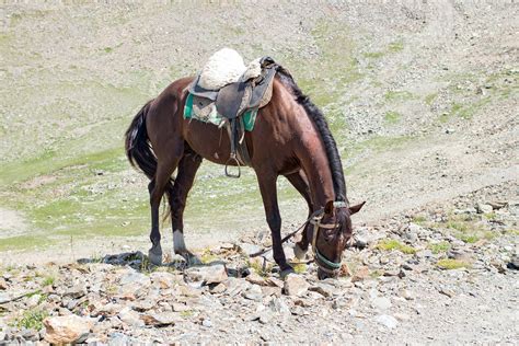 Geophagia in Horses - Symptoms, Causes, Diagnosis, Treatment, Recovery ...