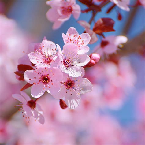 Most Beautiful Spring Flowers