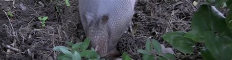 About Armadillos: Appearance, Biology, Life Cycle, Habitat, Diet, behaviors