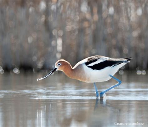 Avocet – nature has no boss