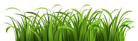 Grass clipart vector, Grass vector Transparent FREE for download on ...