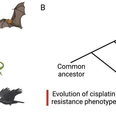 Visual representation of convergent evolution in animals and tumors. A ...