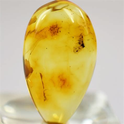 Amber with insects Amber fossilized amber inclusions Amber | Etsy