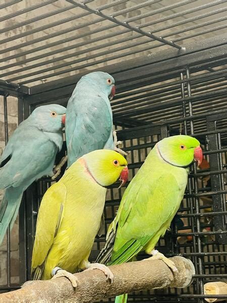 Beautiful baby Ringneck parrot | Birdtrader