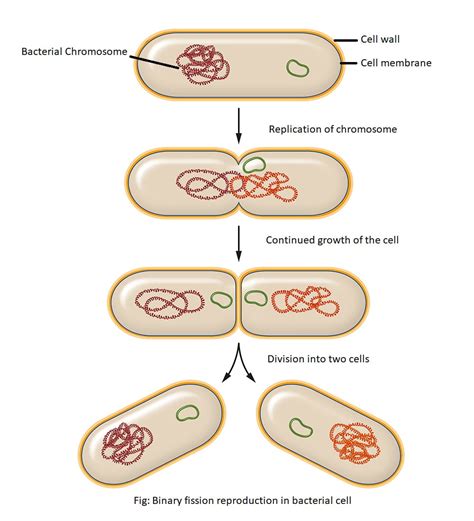 Bacterial Structures Internal to Cell Wall and Reproduction - Food Tech ...