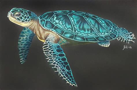 a drawing of a sea turtle on a black background