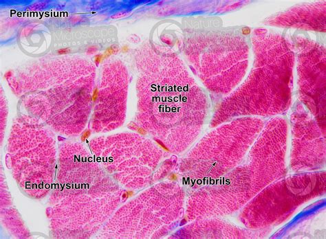 Mammal. Skeletal muscle. Transverse section. 250X - Skeletal muscle ...