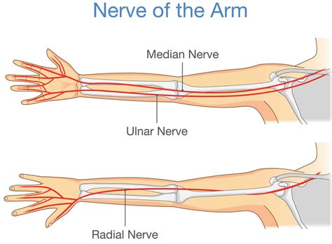 Ulnar nerve anatomy, innervation, injury, damage, palsy & entrapment