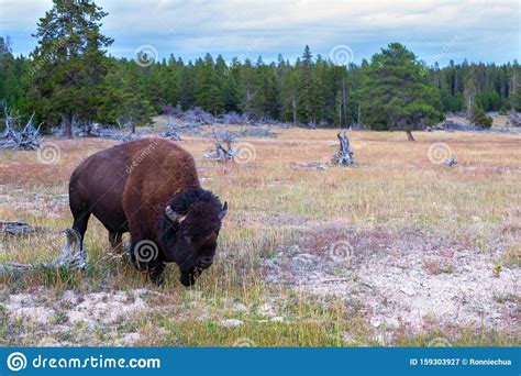 American Bison Grazing at Yellowstone National Park Stock Image - Image ...