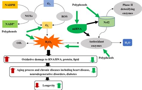 Schematic diagram of polyphenols antioxidant mechanisms. ROS, reactive ...