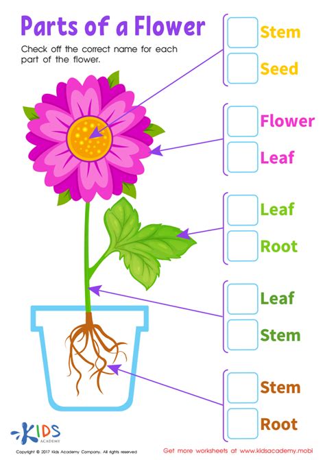 Parts Of A Flower Printable