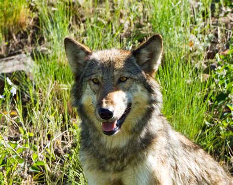 Photos by David Douglas: Yellowstone Wolves