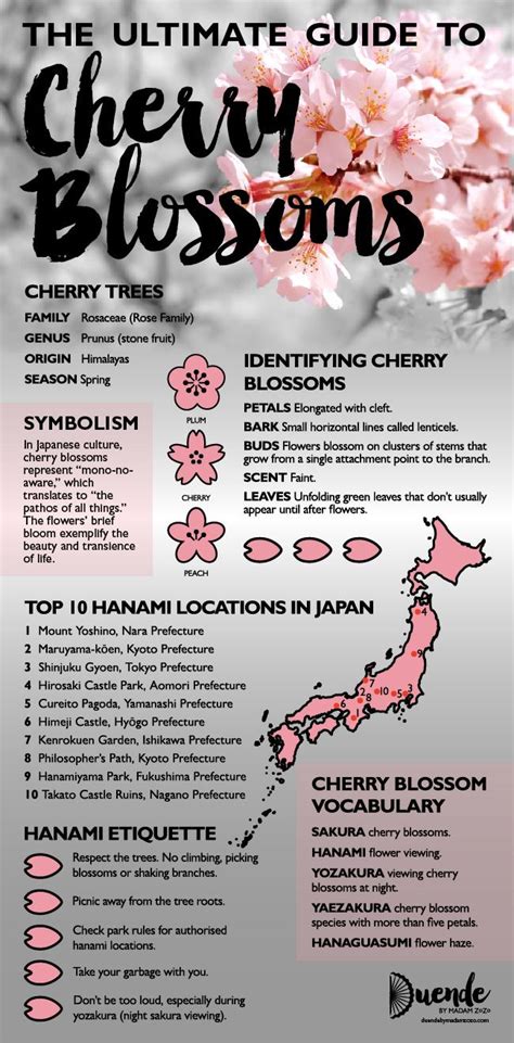 Cherry Blossoms Symbolism: What Do They Represent? - Fruit Faves