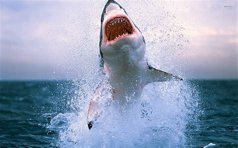 Where the Most Shark Attacks Happen in the USA: - SnowBrains