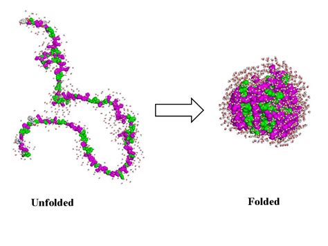 Protein Folding and Degradation | 100% Best Explanation