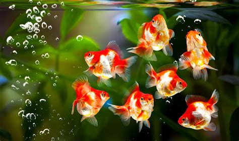 How to Breed Goldfish: Vet-Approved 10 Step Guide for Successful ...