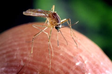 Free picture: culex quinquefasciatus, mosquito, proven, vector ...