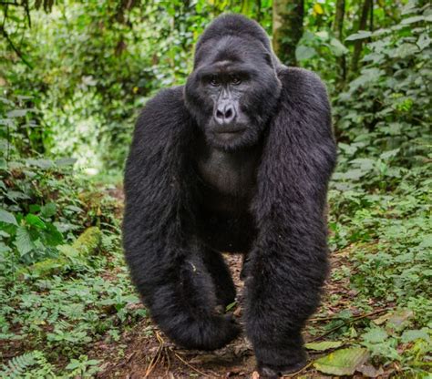 Dominant male mountain gorilla in rainforest. Uganda. Bwindi ...