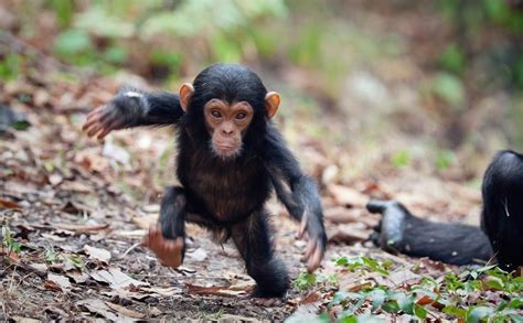 Baby Chimpanzee - Facts about Young Chimpanzees